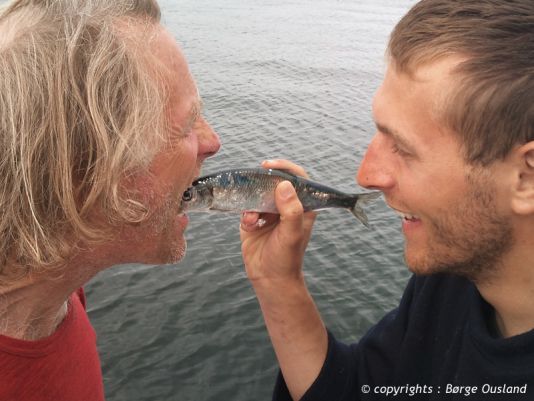 3 July / The rumours are not exaggerated – the waters of Northern Norway really are teeming with fish. Today this herring jumped right into our boat!