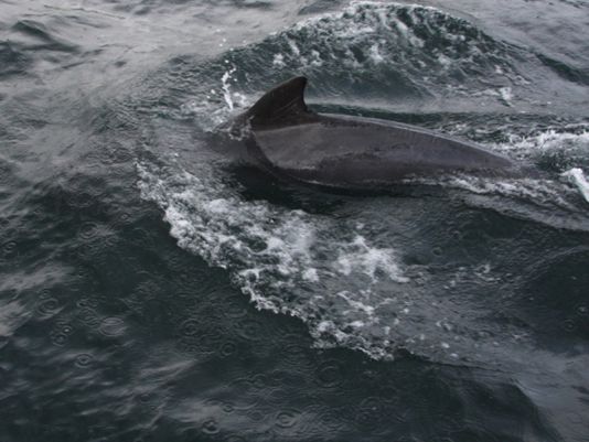 Fungie, the famous dolphin from Dingle, is showing us the way. Pierre gave him a can of sardines despite the crew's disaproval !! 