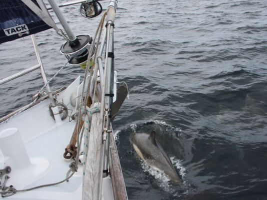 A few miles later, off the Blasket Islands, hundreds of dolphins came out to play with Avannaq.