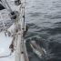 A few miles later, off the Blasket Islands, hundreds of dolphins came out to play with Avannaq.