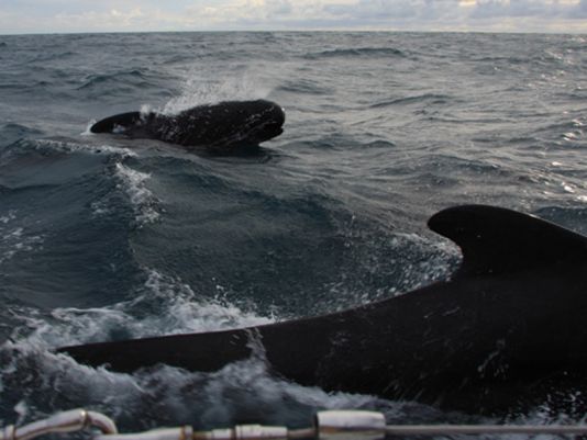 Pilot whale' s songs hours along in North Atlantic
