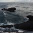 Pilot whale' s songs hours along in North Atlantic
 - © Pierre Auzias