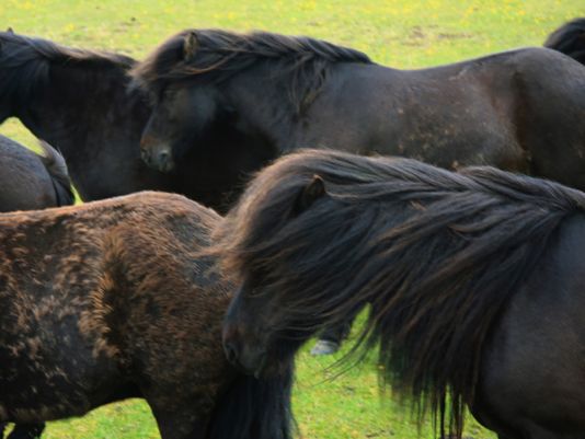 Viking horses in strong winds.