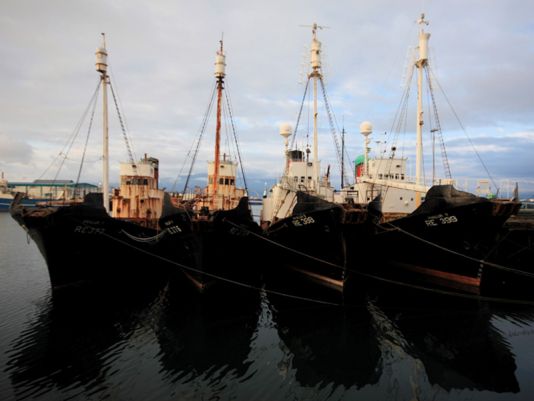 Whales watching as a very lucrative tourist attraction took place over these unused whale catchers. Reykjavik