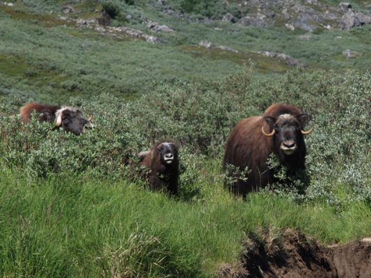 ippie cows in Laksbund, Grønnedal.