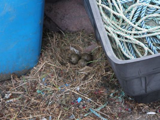 Atmosphere III. Gulls have nested in between the crates