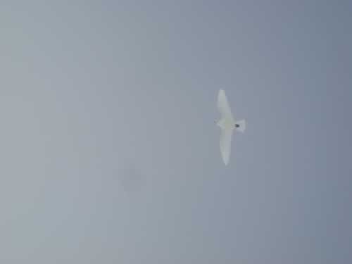 12 June: A bird flies by... A snow petrel that has come to see who these intruders are and, furthermore, yesterday we saw a seal too.