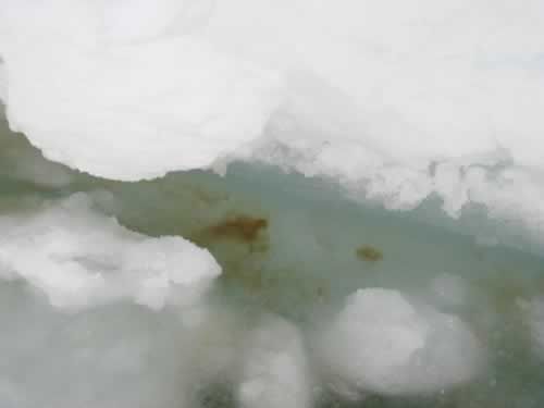 20 May: Tiny green algae sometimes attach themselves to the ice