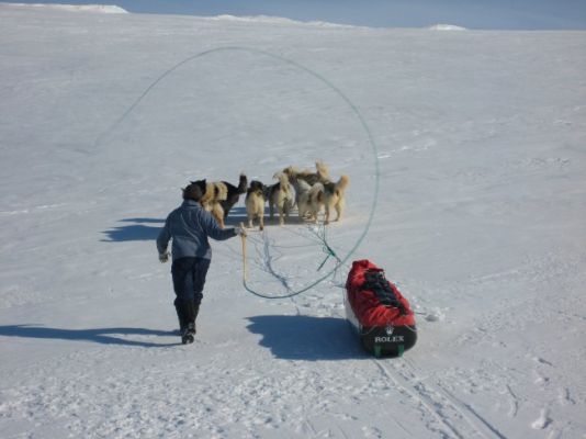 Not many polar expeditions still use huskies these days.

