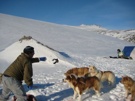 The Inuit guide accompanying them to the top of the glacier that gives access to Greenland's polar icecap is feeding the dogs.
