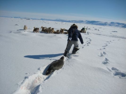 On the way, you hunt. And, from time to time, as it is the case here, you can be lucky enough to bring back a seal, excellent food for the Inuits.
