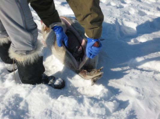 When the Inuits kill a seal, they usually dissect it on the spot. This is a question of both freshness and weight.
