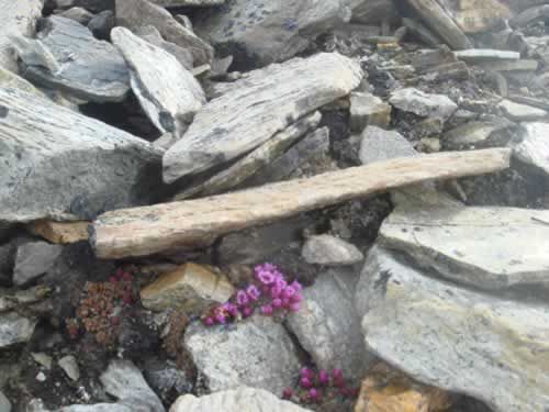 14 June: First Colours, First Signs Of Life: It is spring here on the mountain side at the foot of which we've just planted the tent.