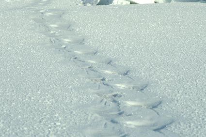 Monday March 11 - DAY 15: Setting out at 10am, Alain and Dixie walked for 6½ hours today. No question of getting the skis out. Beneath the snow covering the ice, there was seawater that made sliding quite impossible. Real white mud... that tired the adventurers out. Many more bear tracks all the time (here in the photograph).