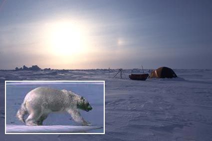 Friday March 22 - DAY 26: Encounter with bears. It was first a young male that suddenly appeared from the other side of a compression ridge and which came to examine Alain's sledge from close to hand. Alain had to shoot twice to get rid of the animal. ©Photo : PolarBearsAlive.org