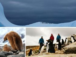 The three Baffin ladies are on South Georgia