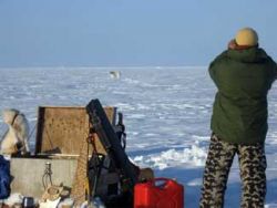 Observing polar bears