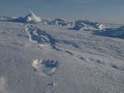 Polar bears are in the neighbourhood...