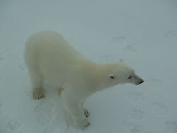 Polar bear on the Arctic ocean